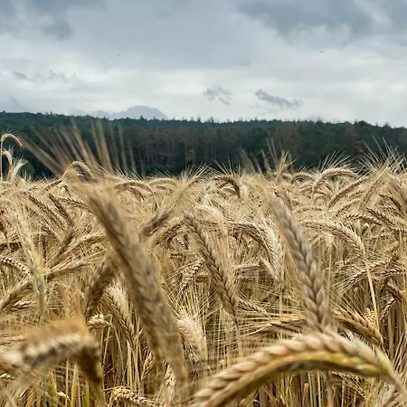 Neu - Chestnut, Deine Feinzeit